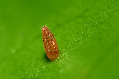 黃裙脈粉蝶 Cepora iudith olga