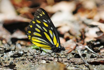 黃裙豔粉蝶 Delias berinda wilemani 性別不明