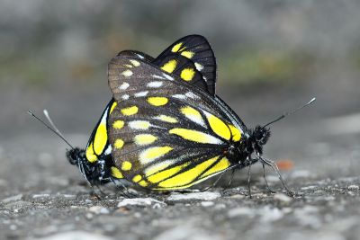 黃裙豔粉蝶 Delias berinda wilemani 交尾中個體