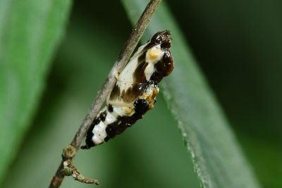 黃裙豔粉蝶 Delias berinda wilemani