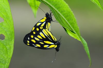 黃裙豔粉蝶 Delias berinda wilemani 交尾中個體