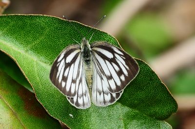 黑脈粉蝶 Cepora nerissa cibyra 性別不明