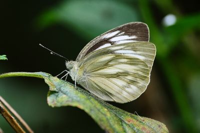 黑脈粉蝶 Cepora nerissa cibyra 性別不明
