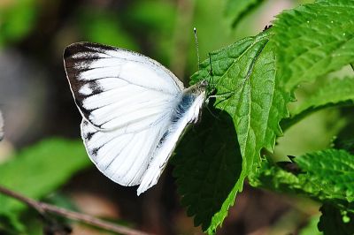 黑脈粉蝶 Cepora nerissa cibyra 性別不明