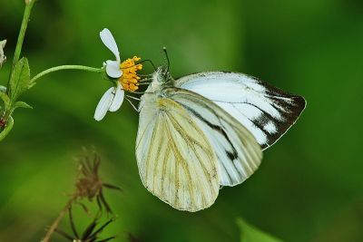黑脈粉蝶 Cepora nerissa cibyra 性別不明