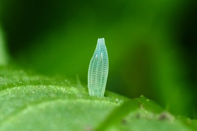 纖粉蝶 Leptosia nina niobe