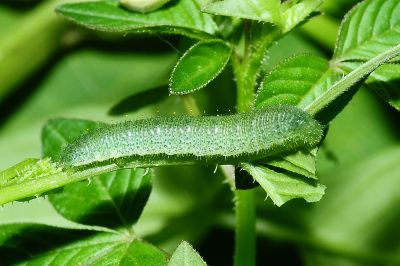 纖粉蝶 Leptosia nina niobe