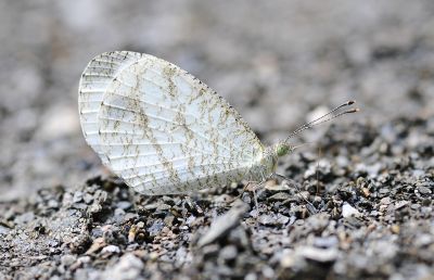 纖粉蝶 Leptosia nina niobe 性別不明