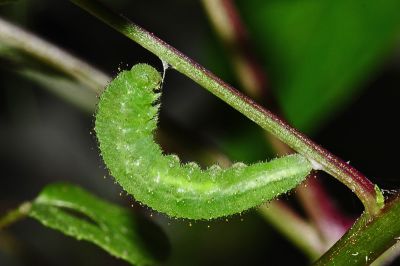 纖粉蝶 Leptosia nina niobe
