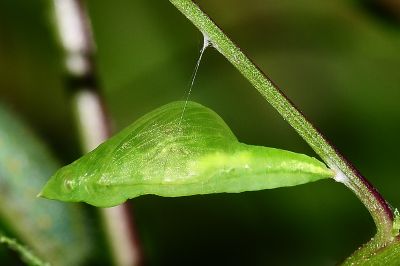纖粉蝶 Leptosia nina niobe