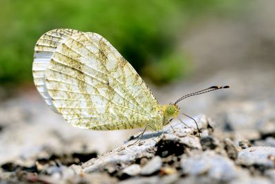 纖粉蝶 Leptosia nina niobe 雄蟲