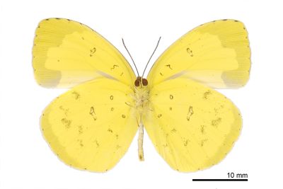 島嶼黃蝶 Eurema alitha esakii 雄蟲