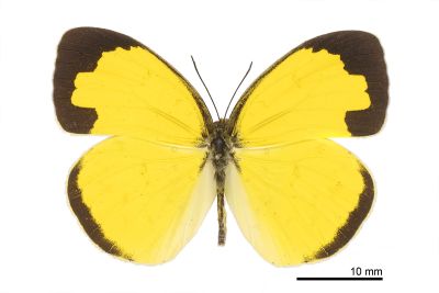 島嶼黃蝶 Eurema alitha esakii 雄蟲