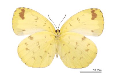 島嶼黃蝶 Eurema alitha esakii 雌蟲