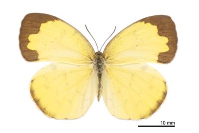島嶼黃蝶 Eurema alitha esakii 雌蟲