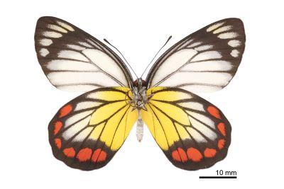 白豔粉蝶 Delias hyparete luzonensis 雌蟲