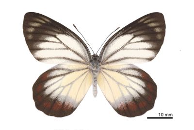白豔粉蝶 Delias hyparete luzonensis 雌蟲