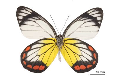 白豔粉蝶 Delias hyparete luzonensis 雄蟲