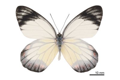白豔粉蝶 Delias hyparete luzonensis 雄蟲