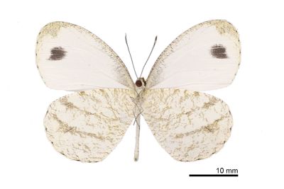纖粉蝶 Leptosia nina niobe 雄蟲