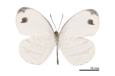 纖粉蝶 Leptosia nina niobe 雄蟲