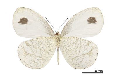 纖粉蝶 Leptosia nina niobe 雌蟲