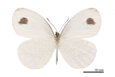 纖粉蝶 Leptosia nina niobe 雌蟲