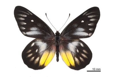 豔粉蝶 Delias pasithoe curasena 雄蟲