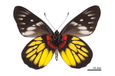 豔粉蝶 Delias pasithoe curasena 雄蟲