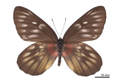 豔粉蝶 Delias pasithoe curasena 雌蟲