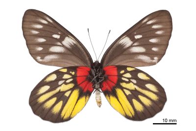 豔粉蝶 Delias pasithoe curasena 雌蟲