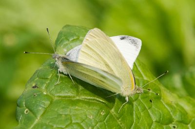 白粉蝶 Pieris rapae crucivora 交尾中個體