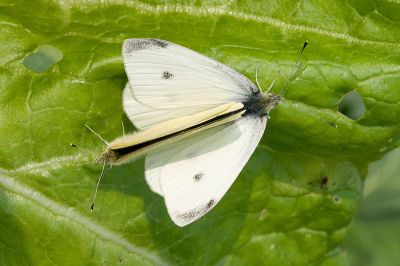 白粉蝶 Pieris rapae crucivora 交尾中個體