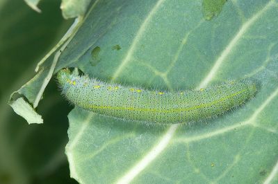 白粉蝶 Pieris rapae crucivora