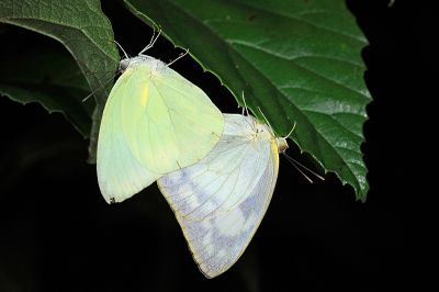 遷粉蝶 Catopsilia pomona pomona 交尾中個體