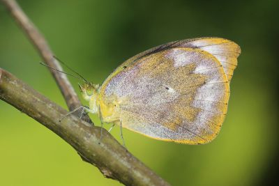 雲紋尖粉蝶 Appias indra aristoxemus 性別不明