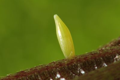 圓翅鉤粉蝶 Gonepteryx amintha formosana