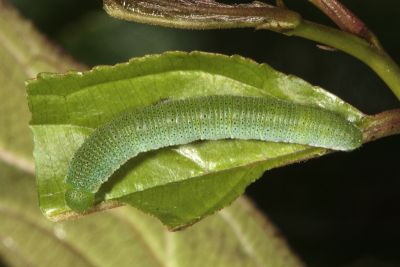 圓翅鉤粉蝶 Gonepteryx amintha formosana