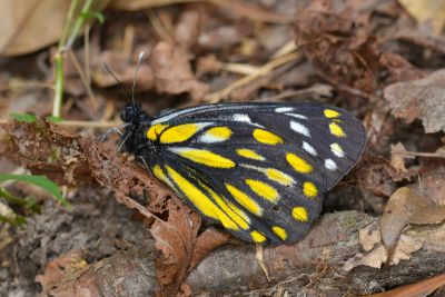 黃裙豔粉蝶 Delias berinda wilemani 雌蟲