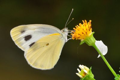 緣點白粉蝶 Pieris canidia 性別不明