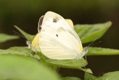 緣點白粉蝶 Pieris canidia 交尾中個體