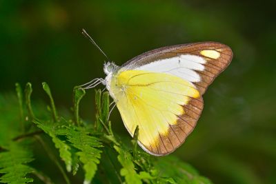異色尖粉蝶 Appias lyncida eleonora 性別不明