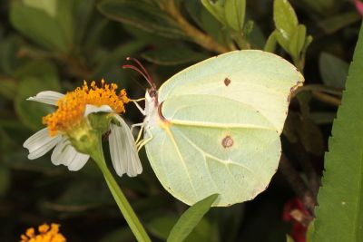 圓翅鉤粉蝶 Gonepteryx amintha formosana 性別不明