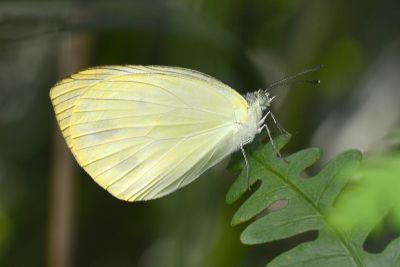 飛龍白粉蝶 Talbotia naganum karumii 性別不明