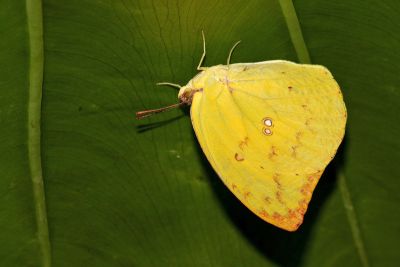 遷粉蝶 Catopsilia pomona pomona 性別不明