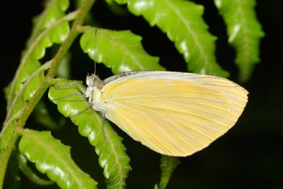 飛龍白粉蝶 Talbotia naganum karumii 性別不明