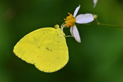 亮色黃蝶 Eurema blanda arsakia 性別不明