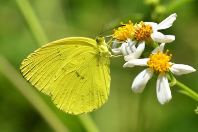 亮色黃蝶 Eurema blanda arsakia 性別不明