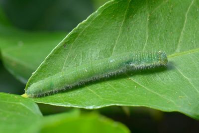 淡褐脈粉蝶 Cepora nadina eunama