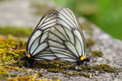 白絹粉蝶 Aporia genestieri insularis 交尾中個體